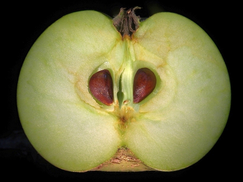 Apfel